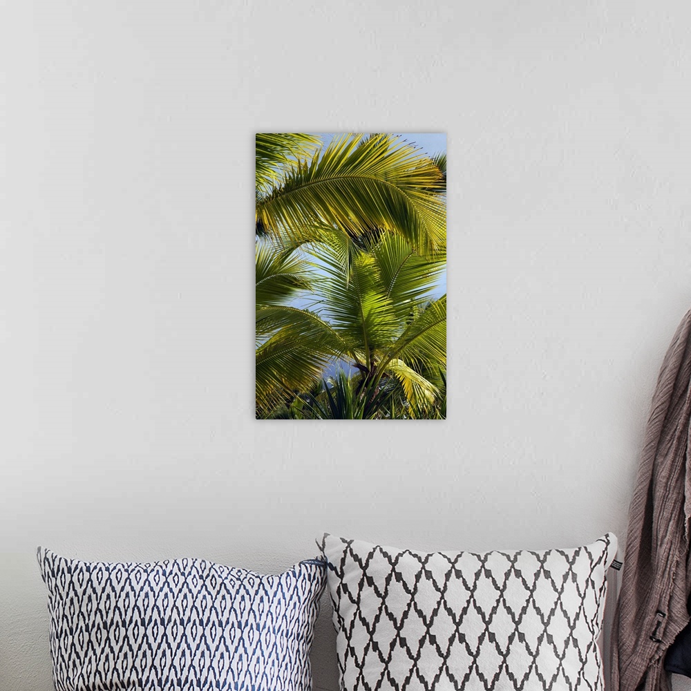 A bohemian room featuring Dominican Republic, Punta Cana Region, Bavaro, beach palms