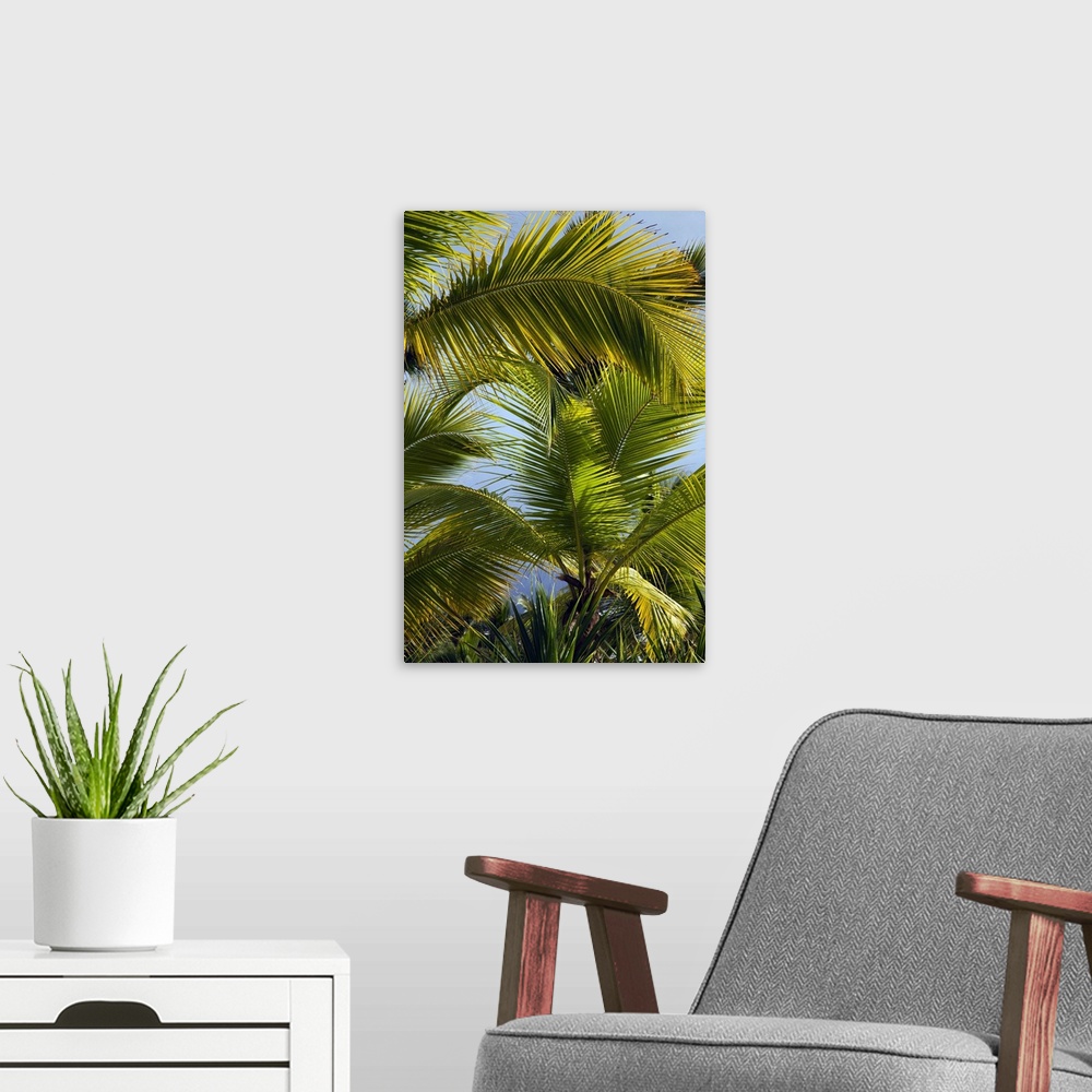 A modern room featuring Dominican Republic, Punta Cana Region, Bavaro, beach palms