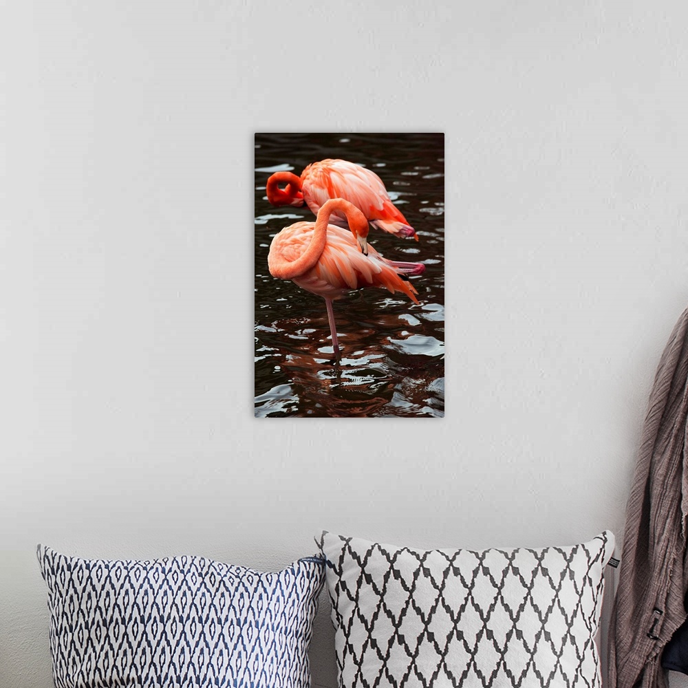 A bohemian room featuring Dominican Republic, Punta Cana Region, Bavaro, pink flamingos, phoenicopterus roseus
