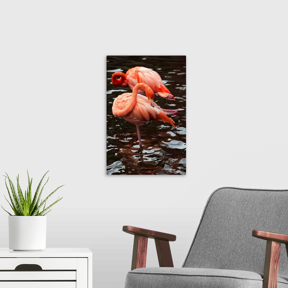 A modern room featuring Dominican Republic, Punta Cana Region, Bavaro, pink flamingos, phoenicopterus roseus