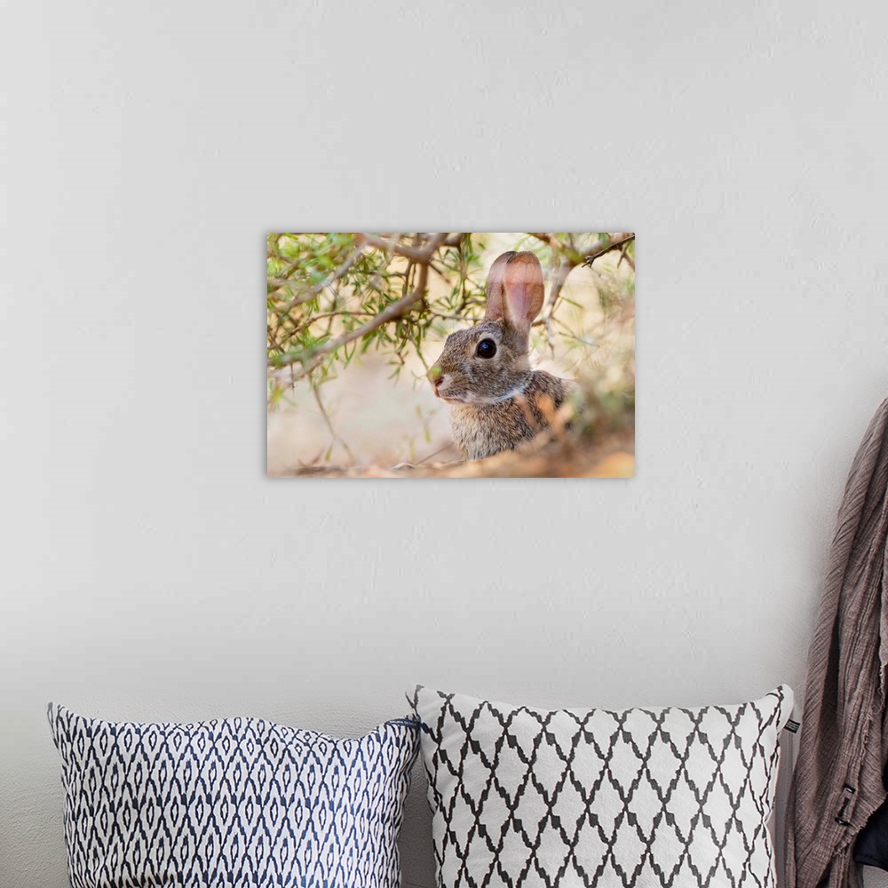 A bohemian room featuring Eastern Cottontail Rabbit (Sylvilagus floridanus) resting in shade