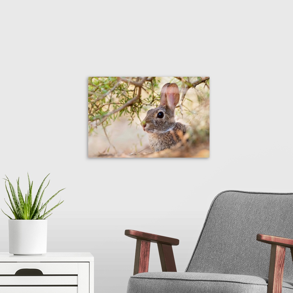 A modern room featuring Eastern Cottontail Rabbit (Sylvilagus floridanus) resting in shade