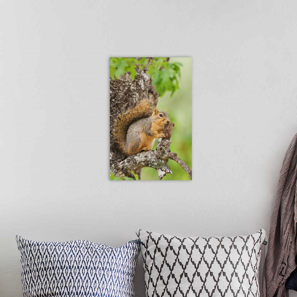 A bohemian room featuring Eastern Fox Squirrel, Sciurus niger, adult in tree, Uvalde County, Hill Country, Texas, USA, Apri...