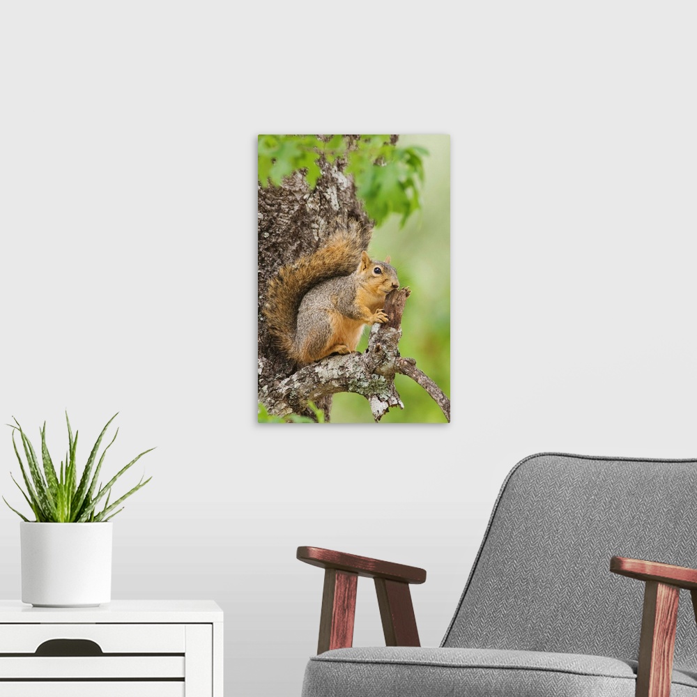 A modern room featuring Eastern Fox Squirrel, Sciurus niger, adult in tree, Uvalde County, Hill Country, Texas, USA, Apri...
