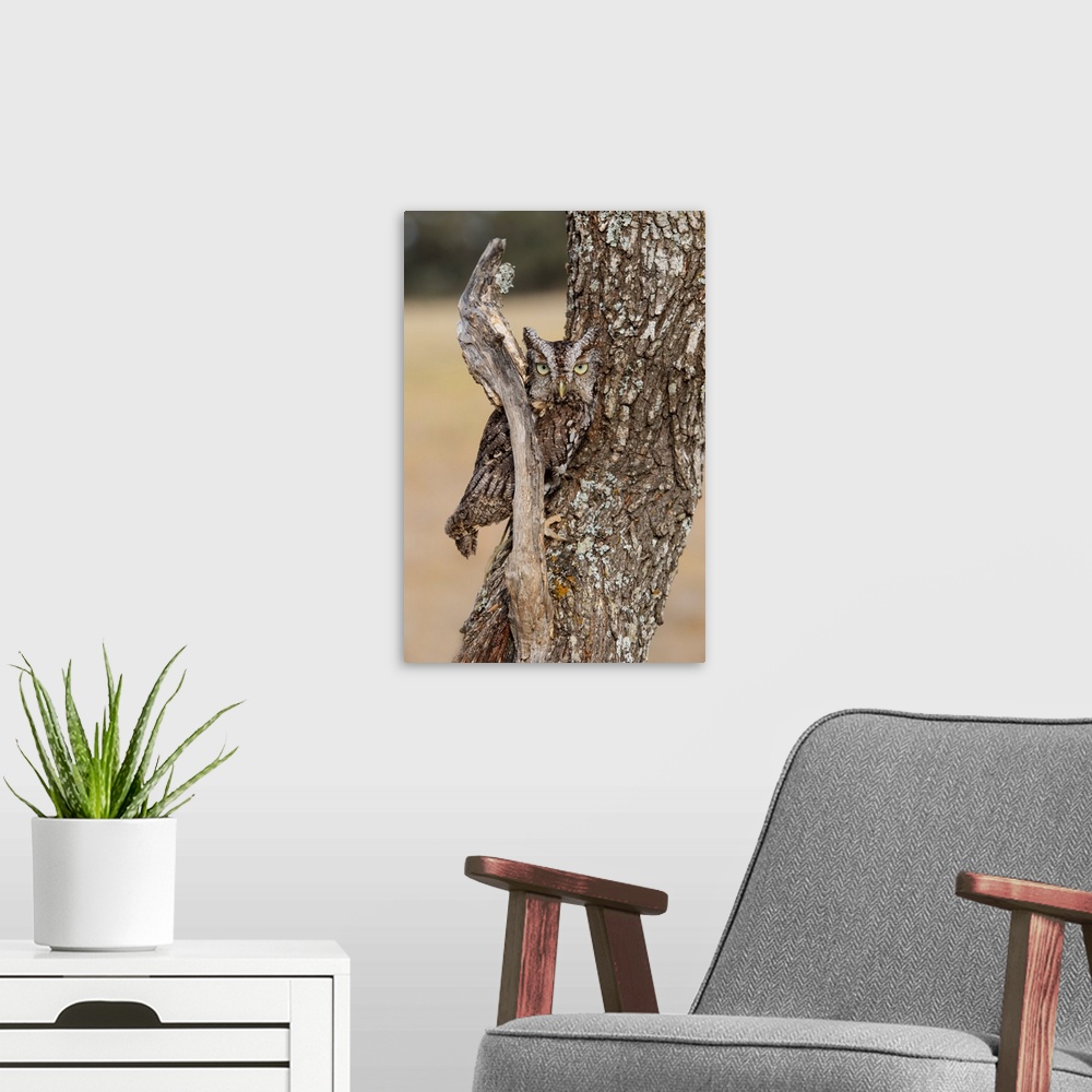 A modern room featuring Eastern Screech Owl (Otus asio) roosting in tree