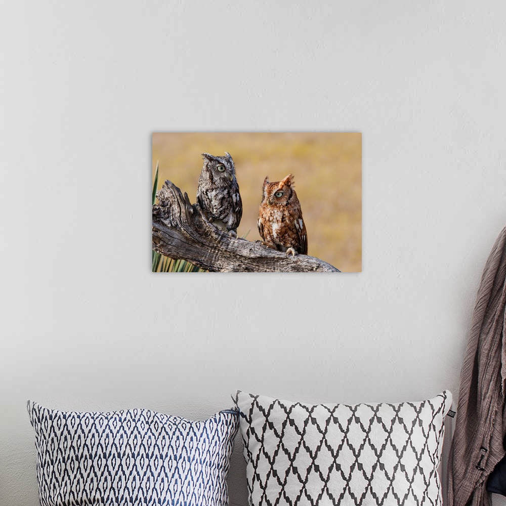 A bohemian room featuring Eastern Screech Owl (Otus asio) roosting in tree