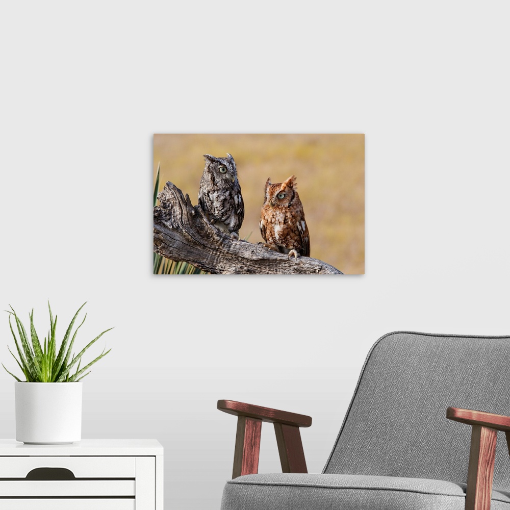 A modern room featuring Eastern Screech Owl (Otus asio) roosting in tree