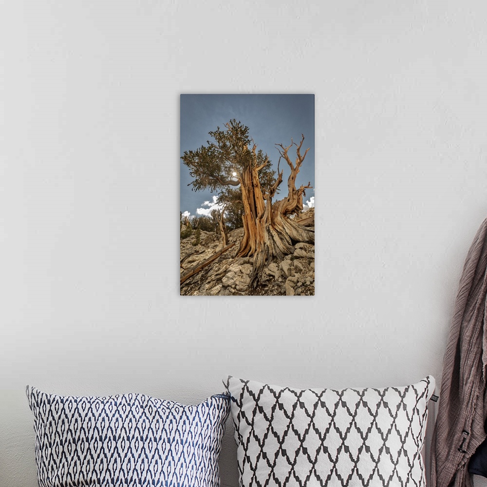 A bohemian room featuring USA, Eastern Sierra, White Mountains, bristlecone pines