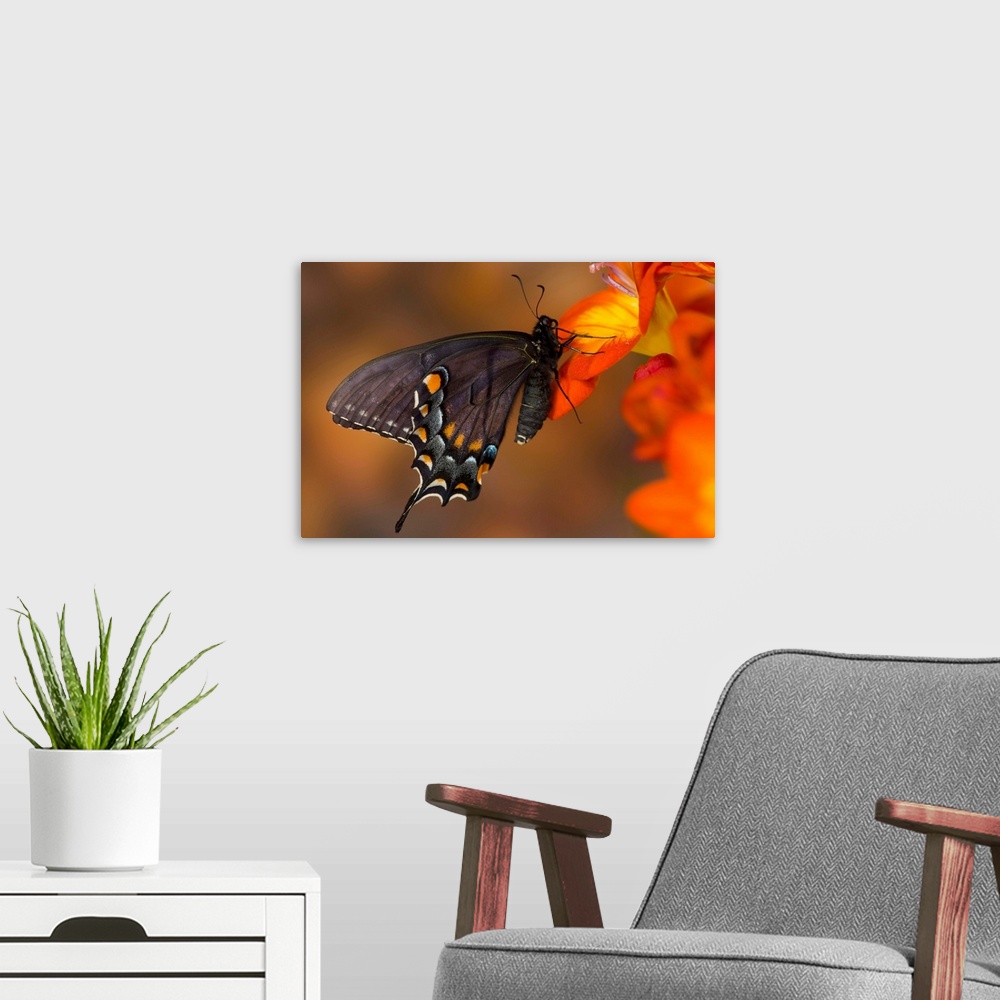 A modern room featuring Eastern Tiger Swallowtail, Black Form.