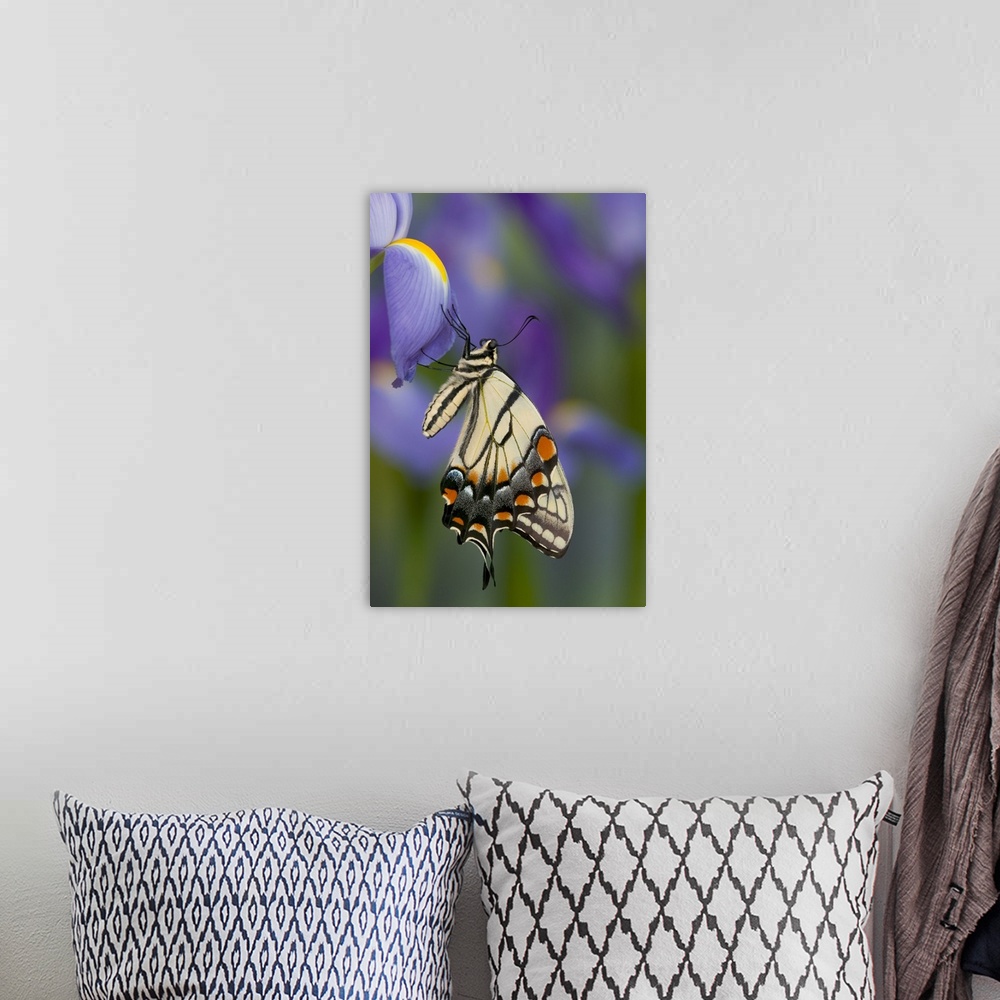 A bohemian room featuring Eastern Tiger Swallowtail Butterfly.