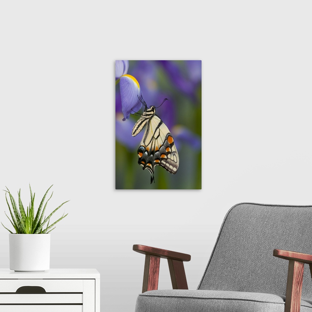 A modern room featuring Eastern Tiger Swallowtail Butterfly.