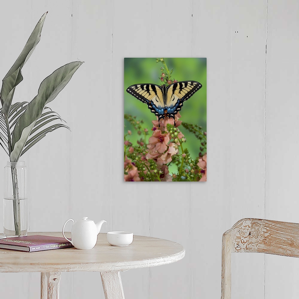A farmhouse room featuring Eastern Tiger Swallowtail Butterfly, Papilio glaucus.