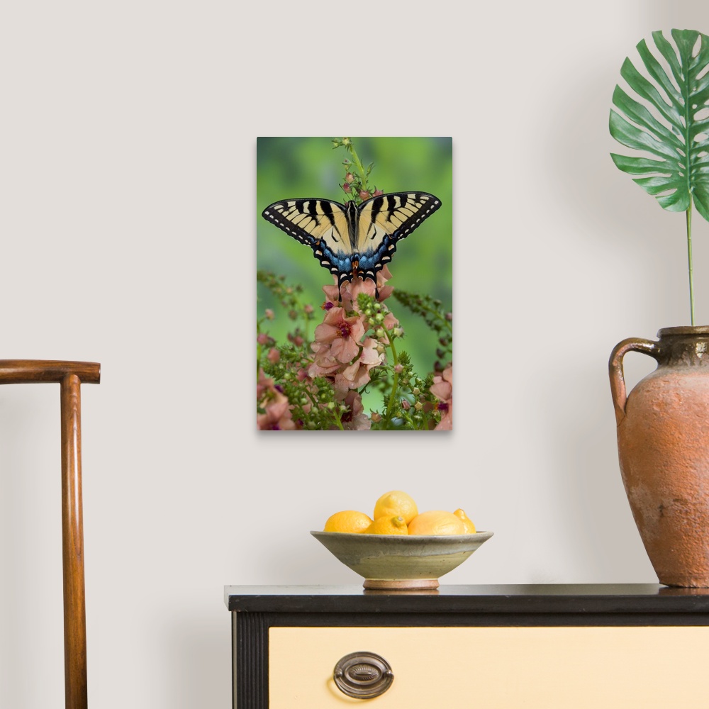 A traditional room featuring Eastern Tiger Swallowtail Butterfly, Papilio glaucus.