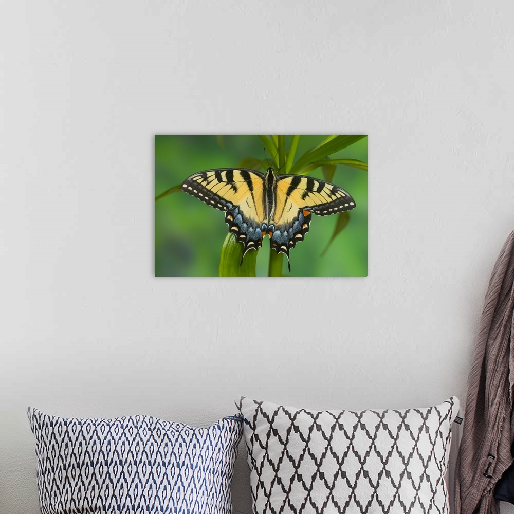 A bohemian room featuring Eastern Tiger Swallowtail Butterfly, Papilio glaucus.