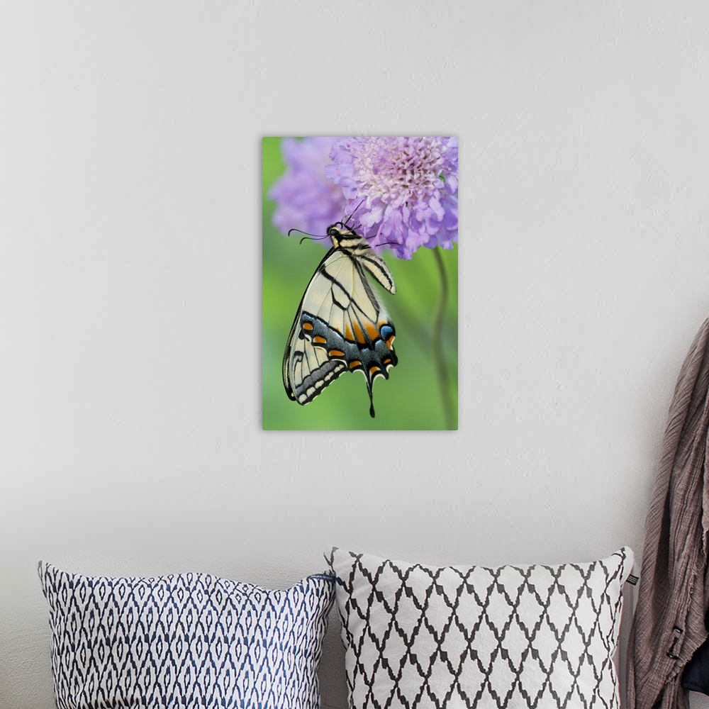 A bohemian room featuring Eastern Tiger Swallowtail Butterfly, Papilio glaucus.