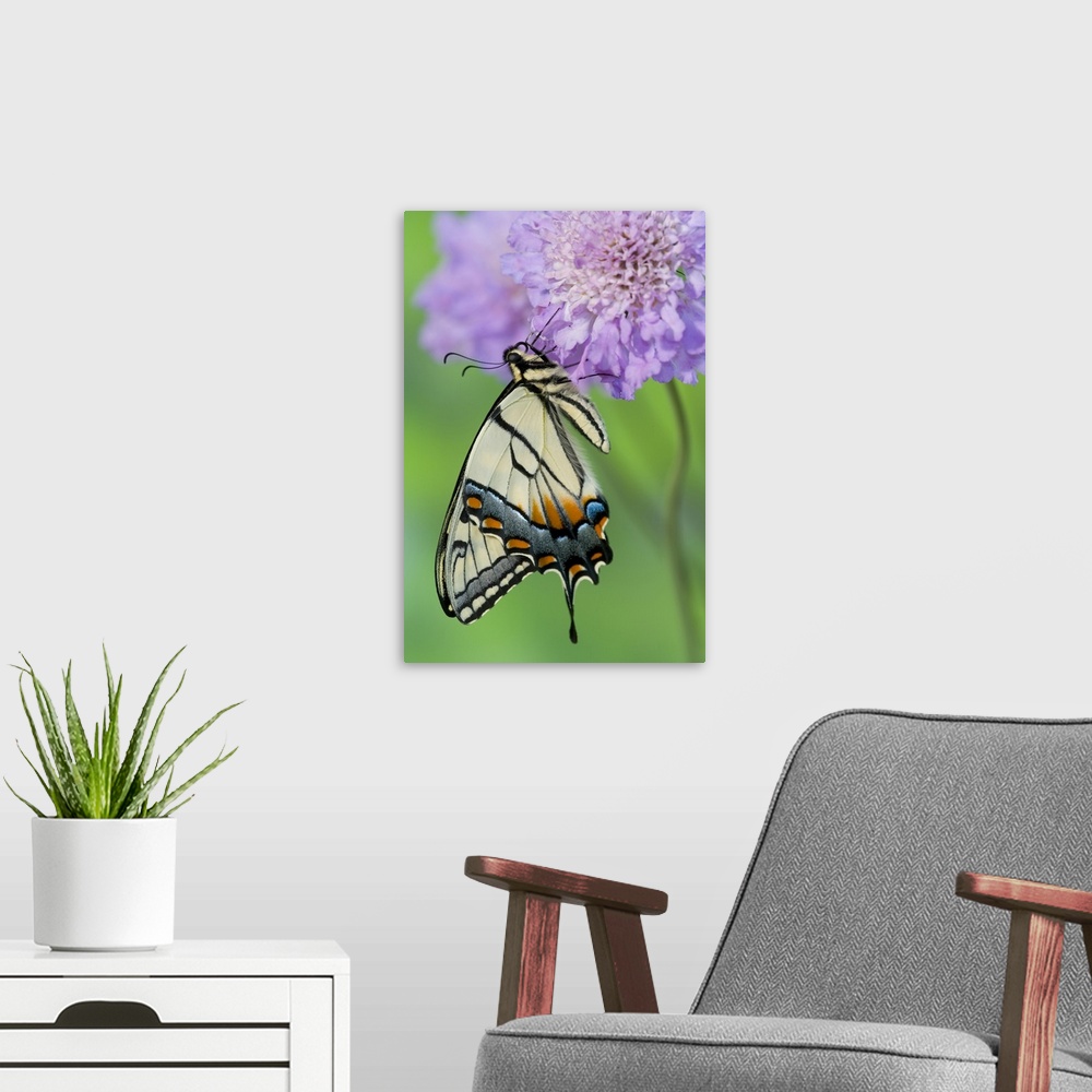 A modern room featuring Eastern Tiger Swallowtail Butterfly, Papilio glaucus.