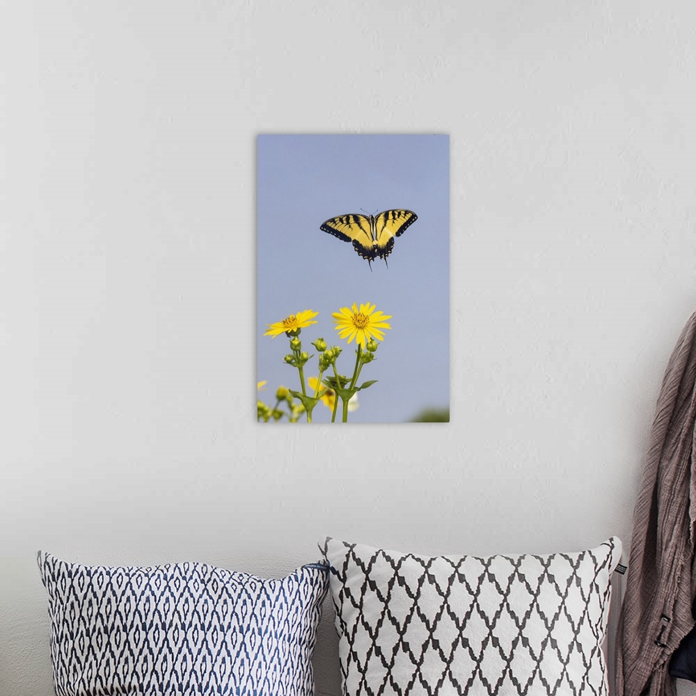 A bohemian room featuring Eastern Tiger swallowtail flying from Cup plant. Nature, Fauna.