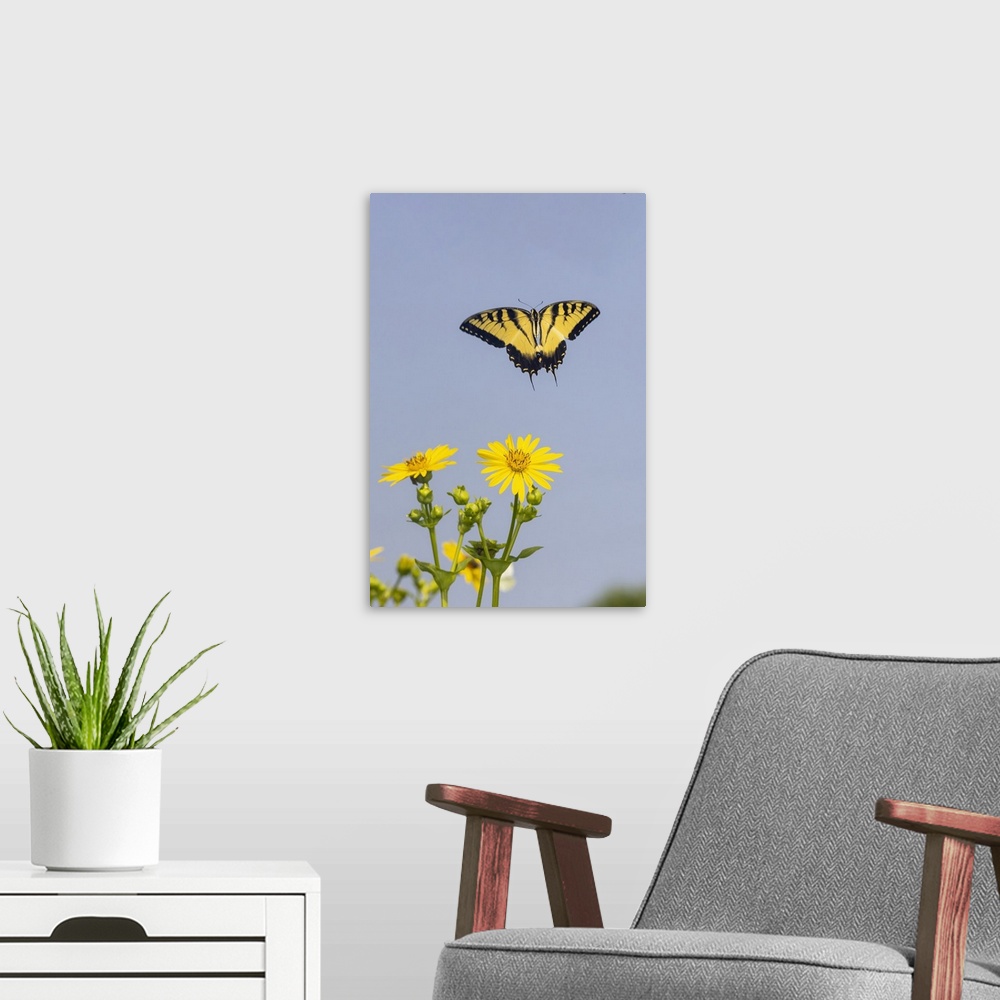 A modern room featuring Eastern Tiger swallowtail flying from Cup plant. Nature, Fauna.