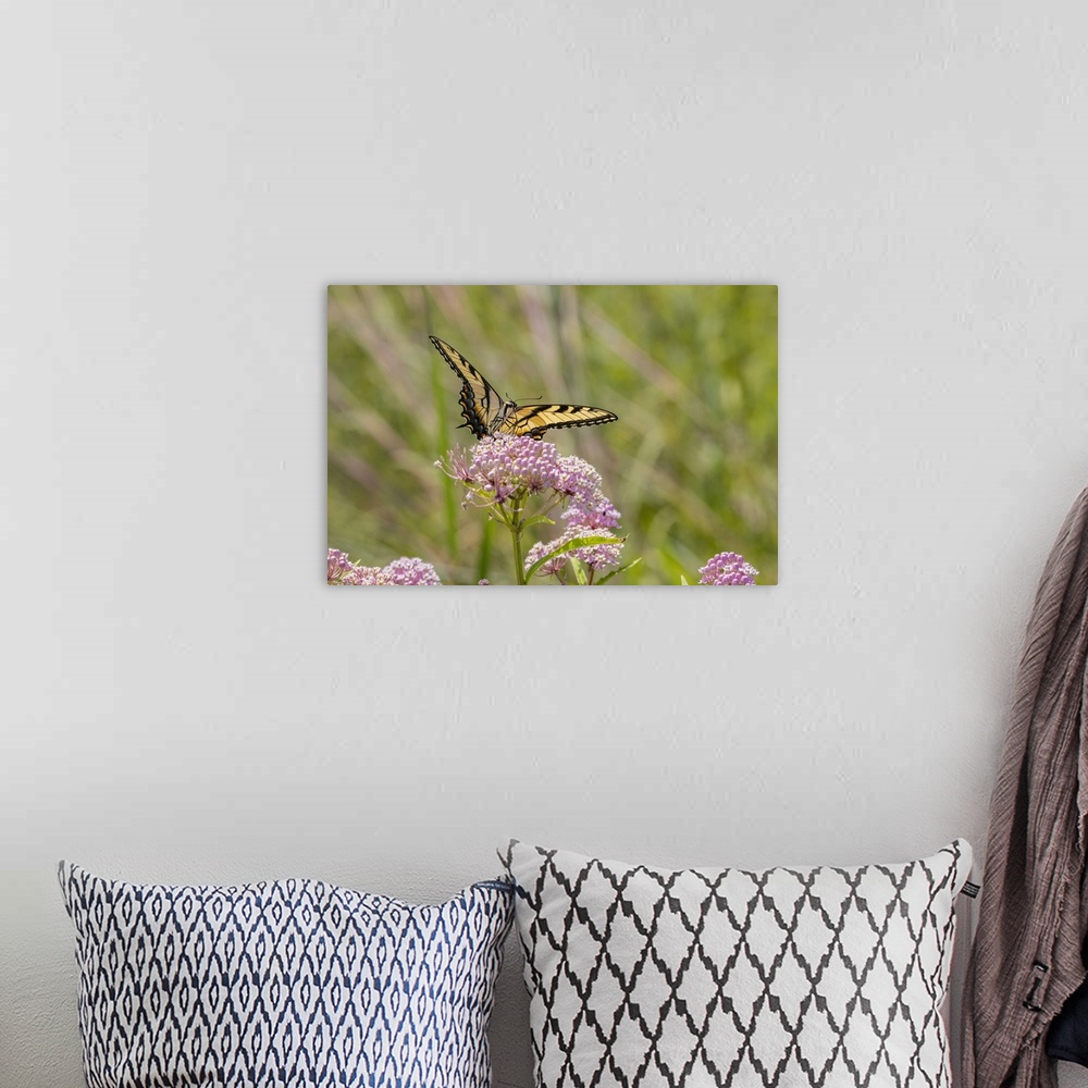 A bohemian room featuring Eastern Tiger swallowtail on swamp milkweed. Nature, Fauna.