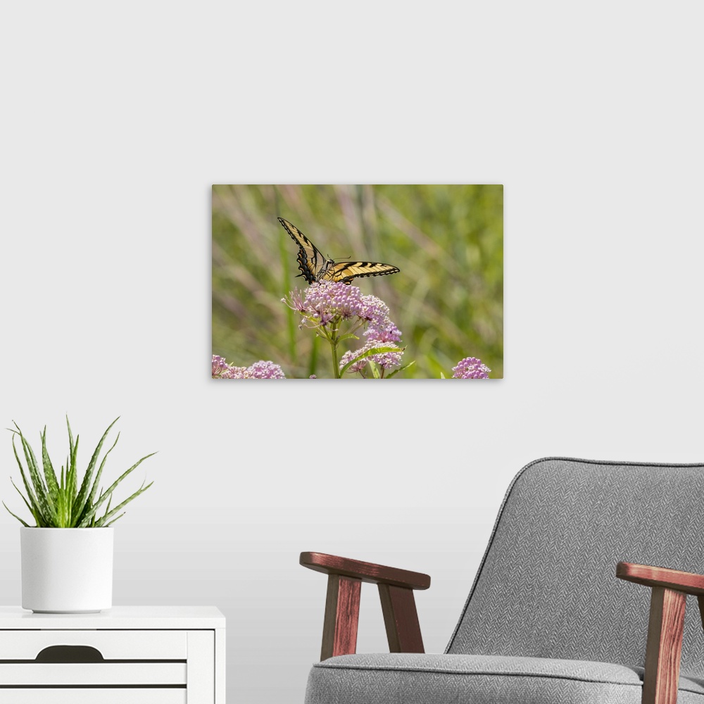 A modern room featuring Eastern Tiger swallowtail on swamp milkweed. Nature, Fauna.