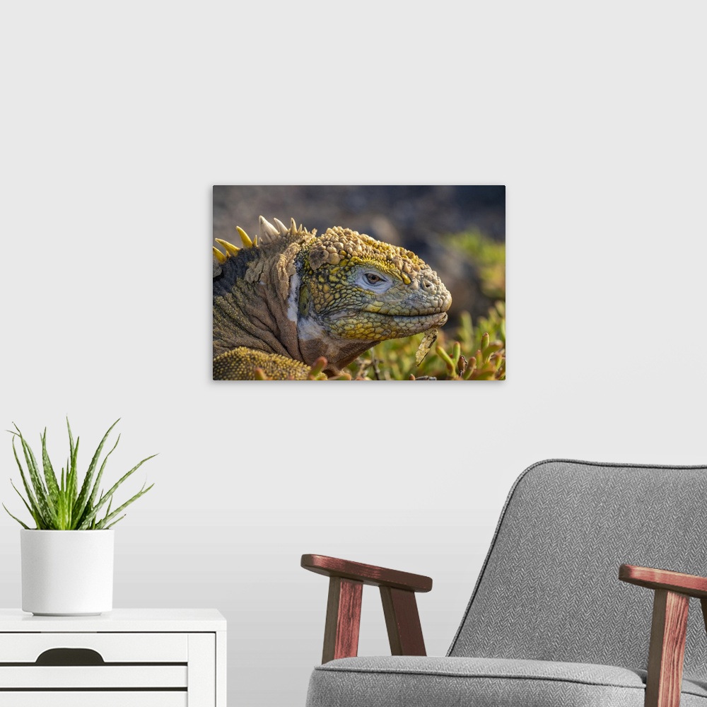 A modern room featuring Ecuador, Galapagos National Park, South Plaza Island. Land iguana head close-up.