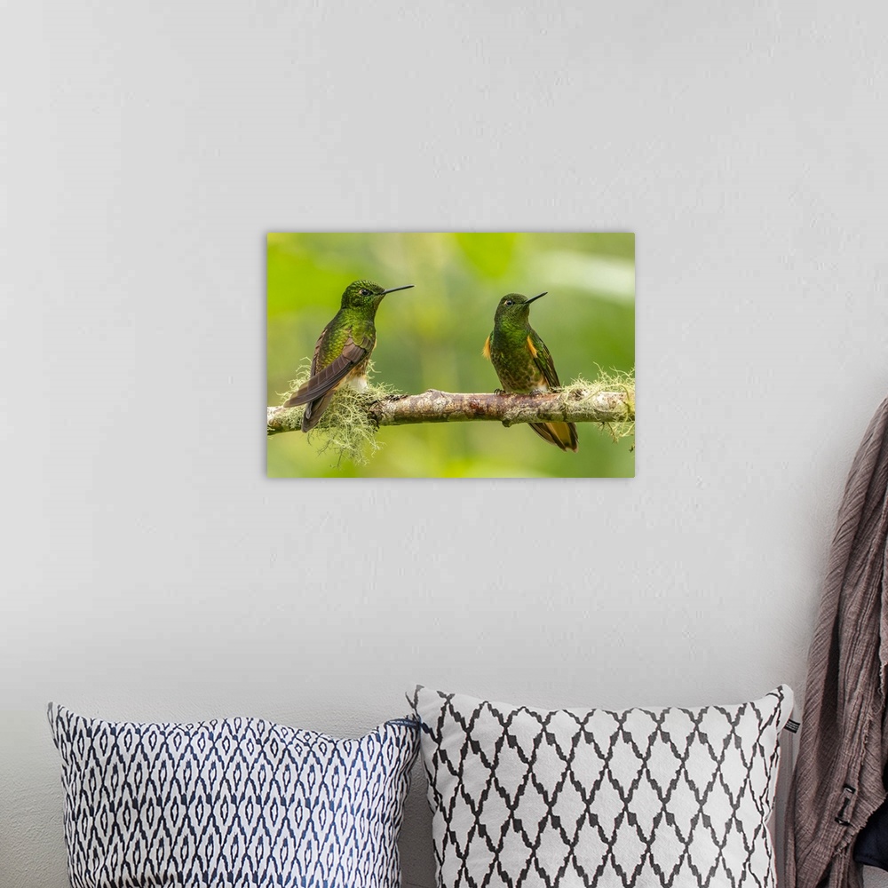 A bohemian room featuring Ecuador, Guango. Buff-tailed coronet hummingbirds close-up.