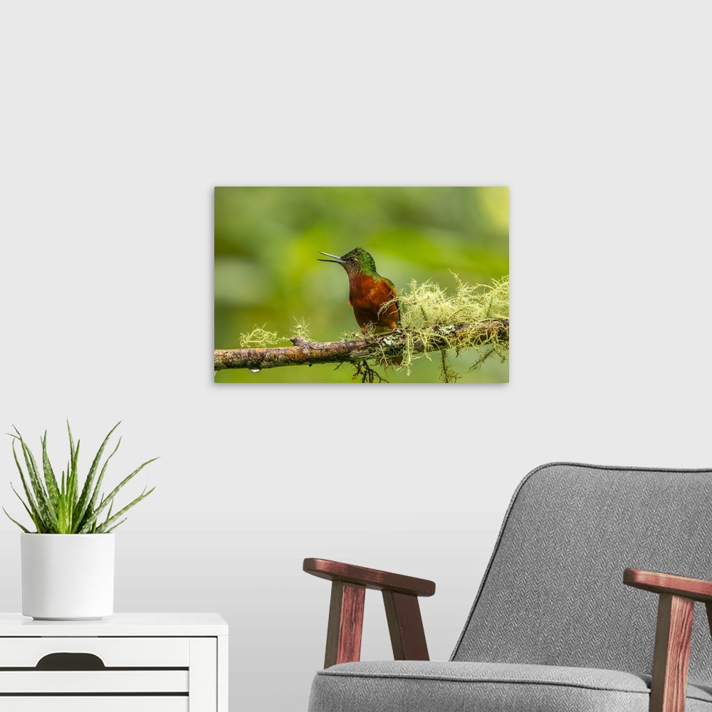 A modern room featuring Ecuador, Guango. Chestnut-breasted coronet hummingbird close-up.