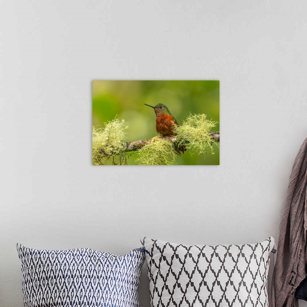 A bohemian room featuring Ecuador, Guango. Chestnut-breasted coronet hummingbird close-up.
