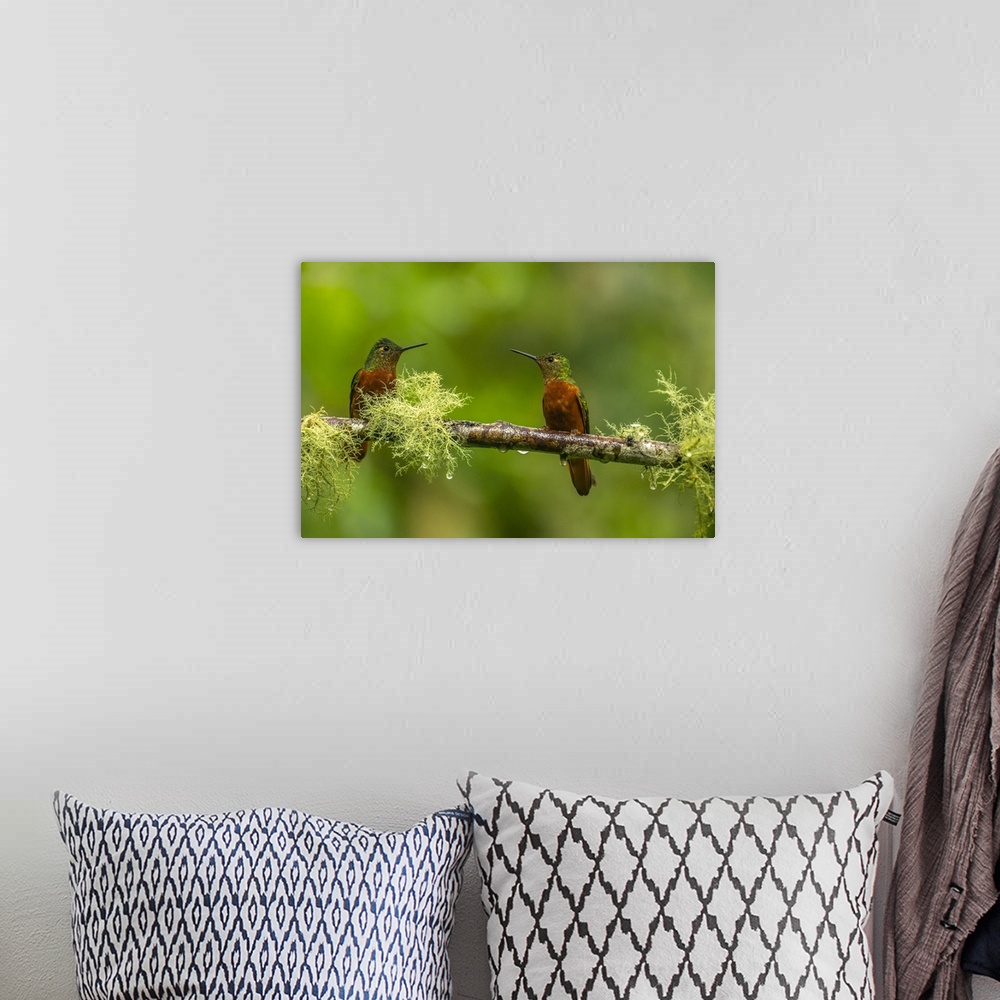A bohemian room featuring Ecuador, Guango. Chestnut-breasted coronet hummingbirds close-up.
