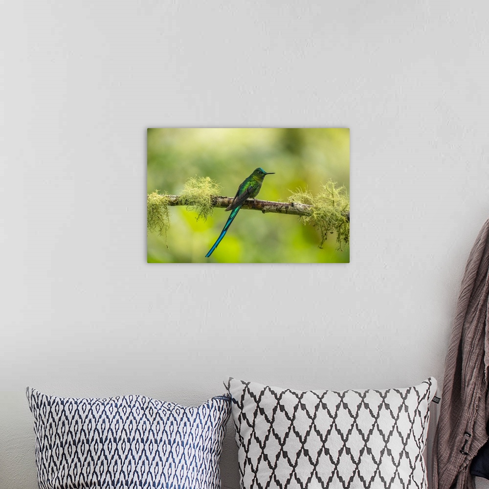 A bohemian room featuring Ecuador, Guango. Long-tailed sylph hummingbird close-up.
