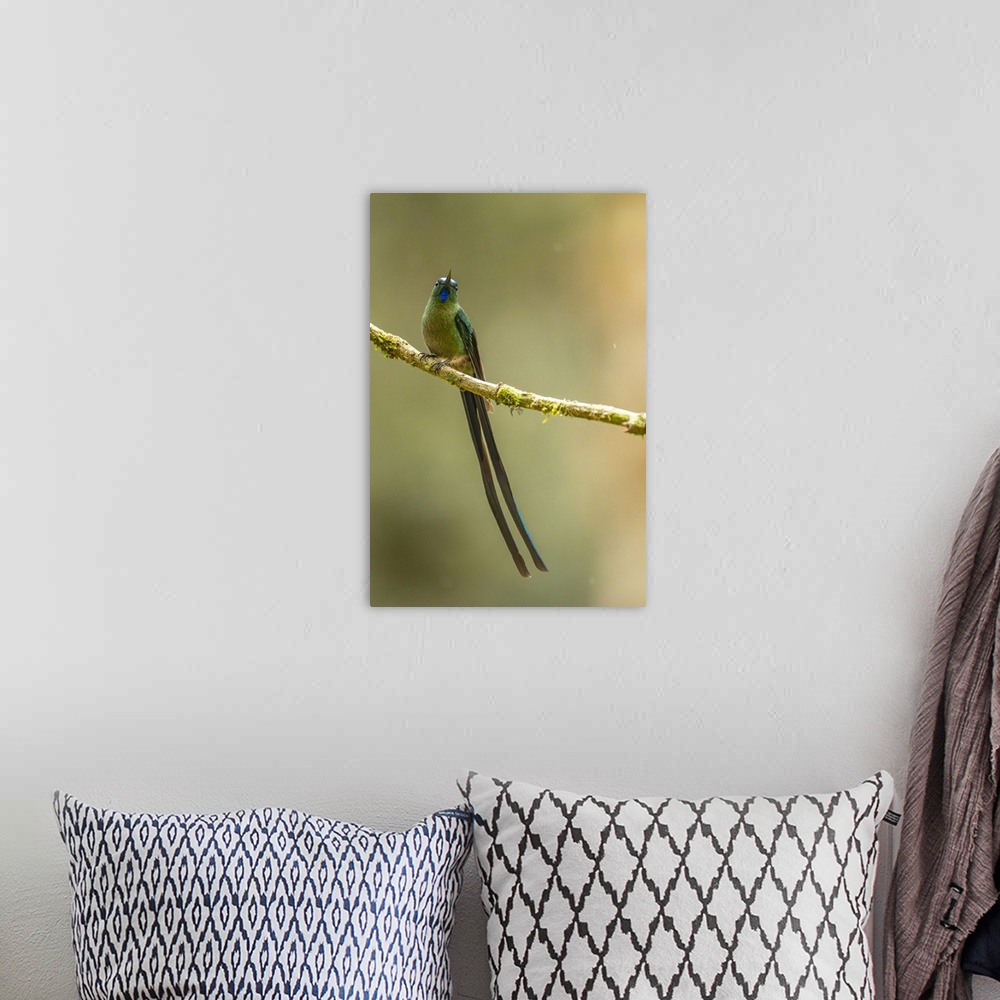 A bohemian room featuring Ecuador, Guango. Long-tailed sylph hummingbird close-up.