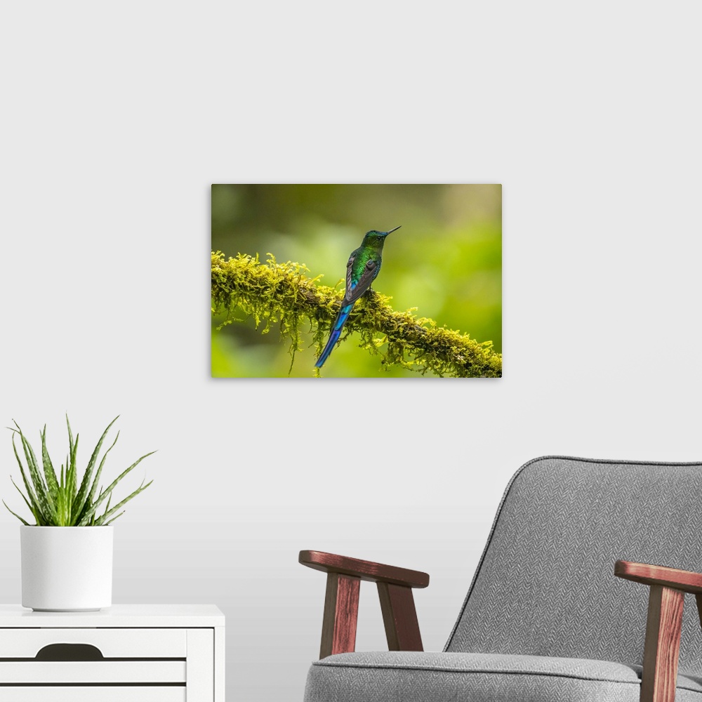 A modern room featuring Ecuador, Guango. Long-tailed sylph hummingbird close-up.