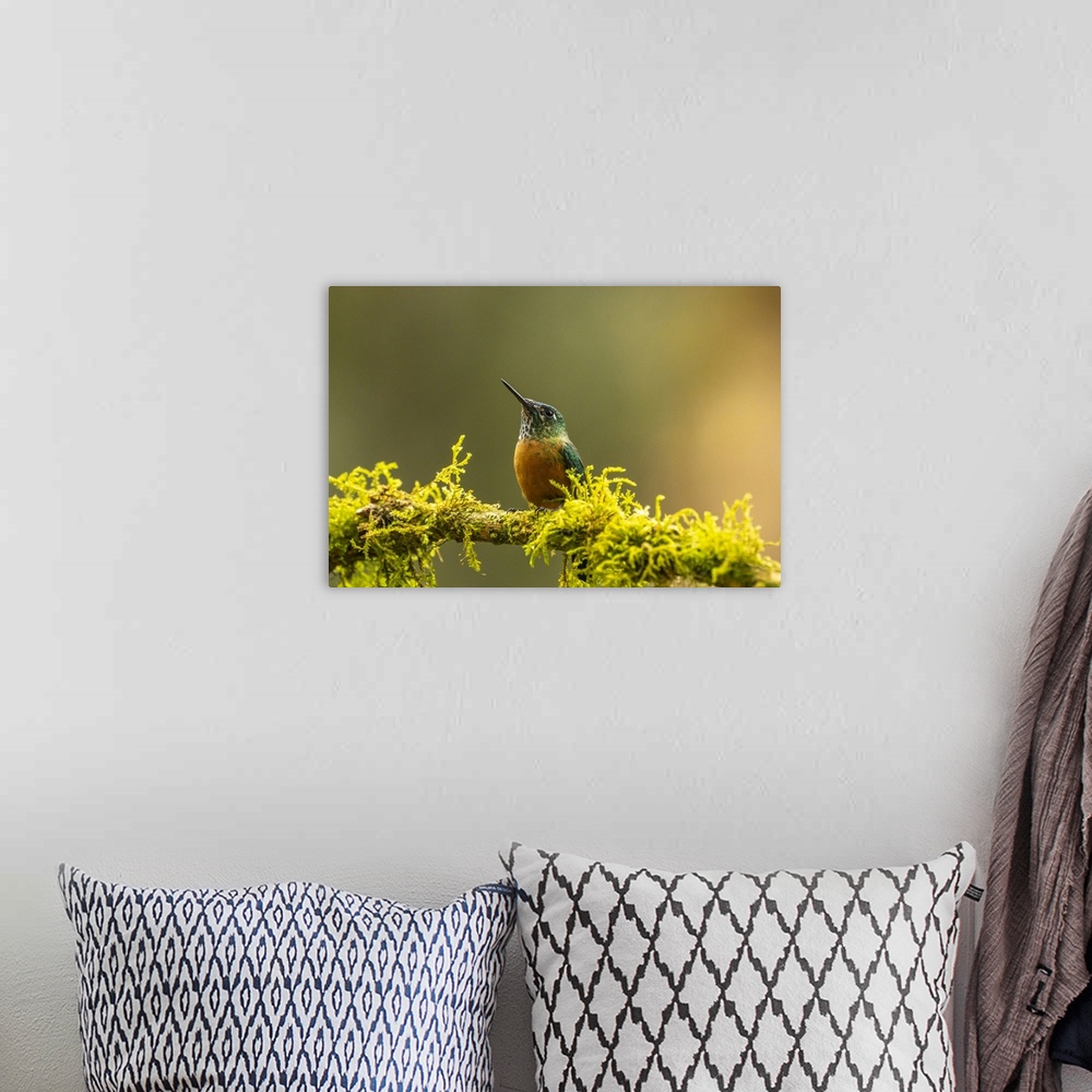 A bohemian room featuring Ecuador, Guango. Long-tailed sylph hummingbird female on limb.