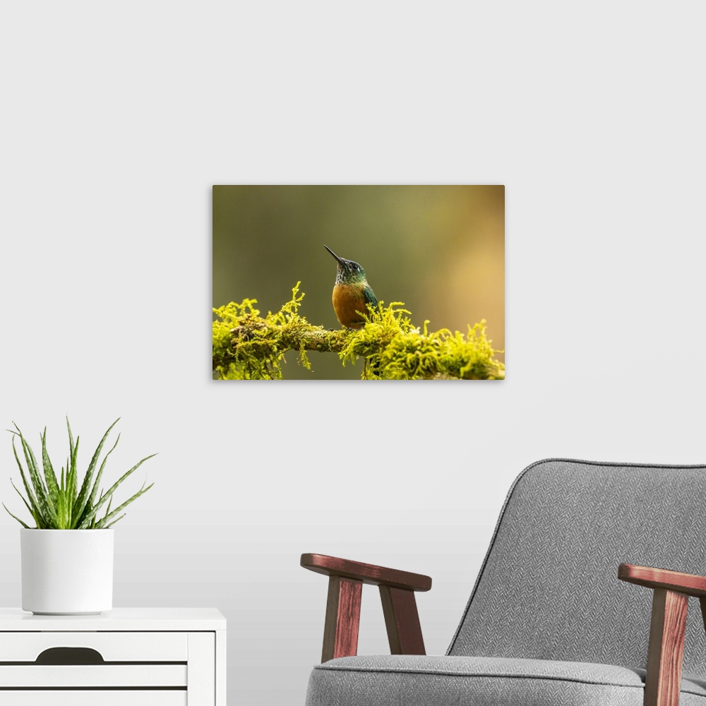 A modern room featuring Ecuador, Guango. Long-tailed sylph hummingbird female on limb.
