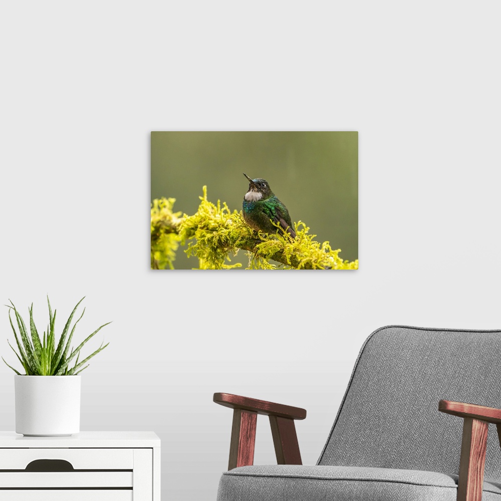 A modern room featuring Ecuador, Guango. Tourmaline sunangel hummingbird close-up.