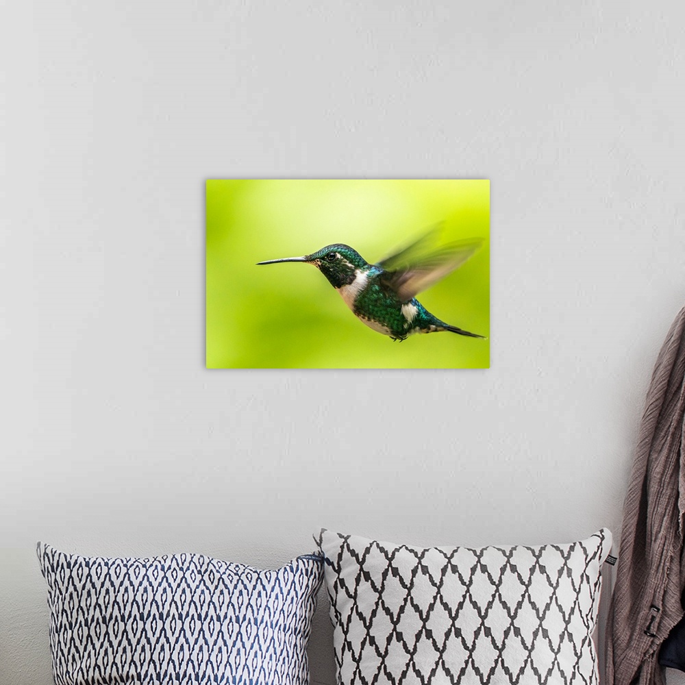 A bohemian room featuring Ecuador, Guango. White-bellied woodstar hummingbird in flight.