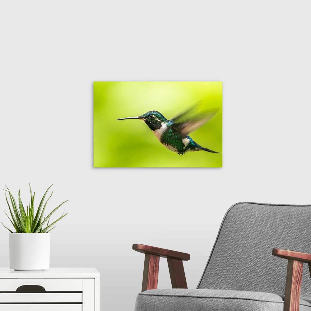 A modern room featuring Ecuador, Guango. White-bellied woodstar hummingbird in flight.