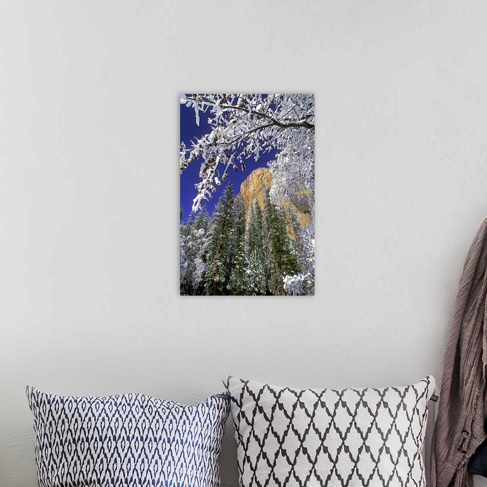 A bohemian room featuring USA, California, Yosemite National Park. El Capitan framed by snow-covered black oaks in winter.