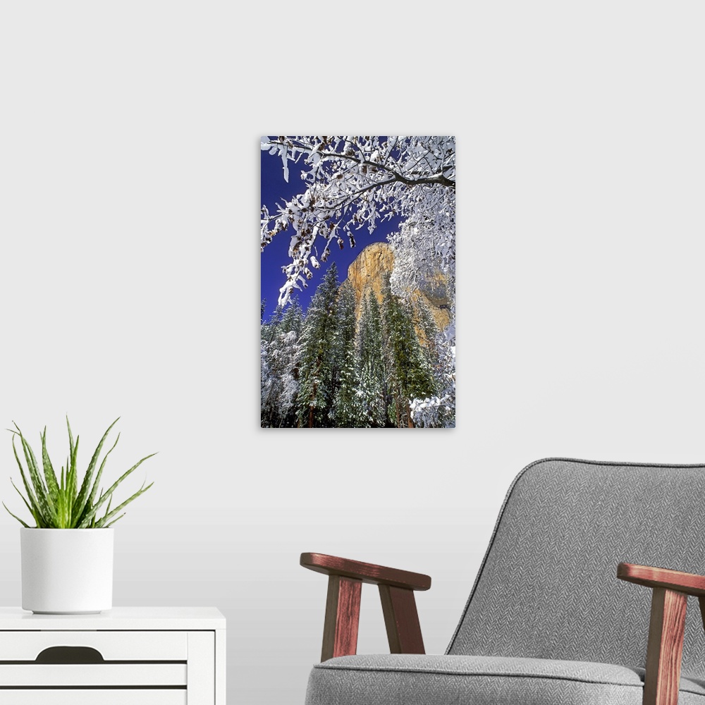 A modern room featuring USA, California, Yosemite National Park. El Capitan framed by snow-covered black oaks in winter.