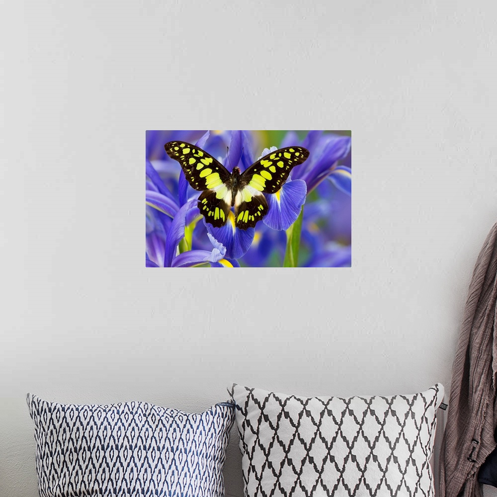 A bohemian room featuring Electric Green Swallowtail Butterfly, Graphium tyndereus.