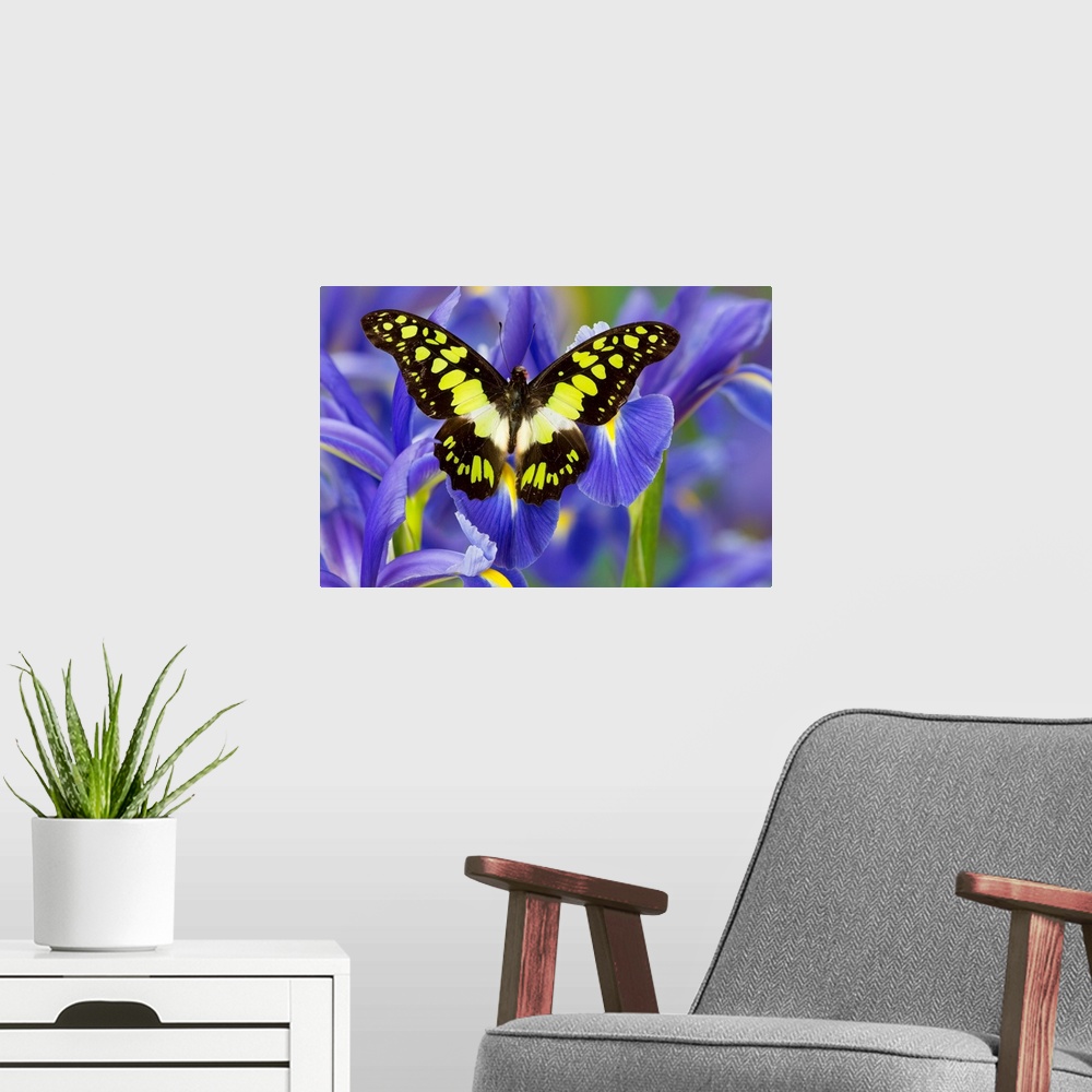 A modern room featuring Electric Green Swallowtail Butterfly, Graphium tyndereus.