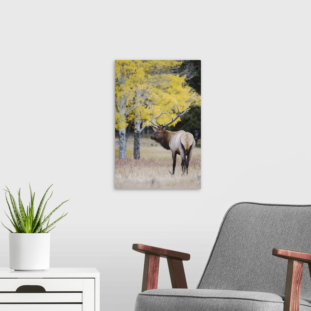 A modern room featuring Elk, Wapiti, Cervus elaphus, bull with aspentrees with fallcolors, Rocky Mountain National Park, ...
