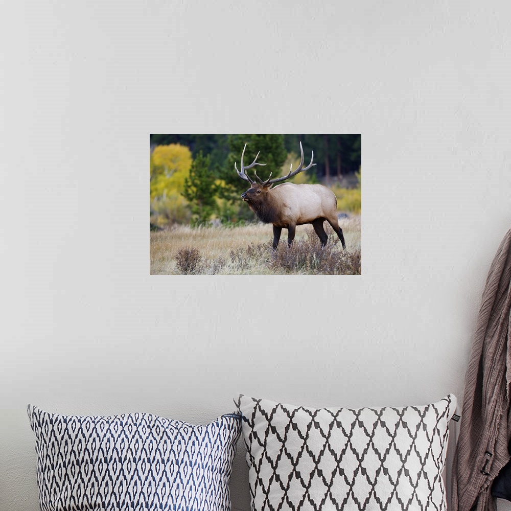 A bohemian room featuring Elk, Wapiti, Cervus elaphus, bull with aspentrees with fallcolors, Rocky Mountain National Park, ...
