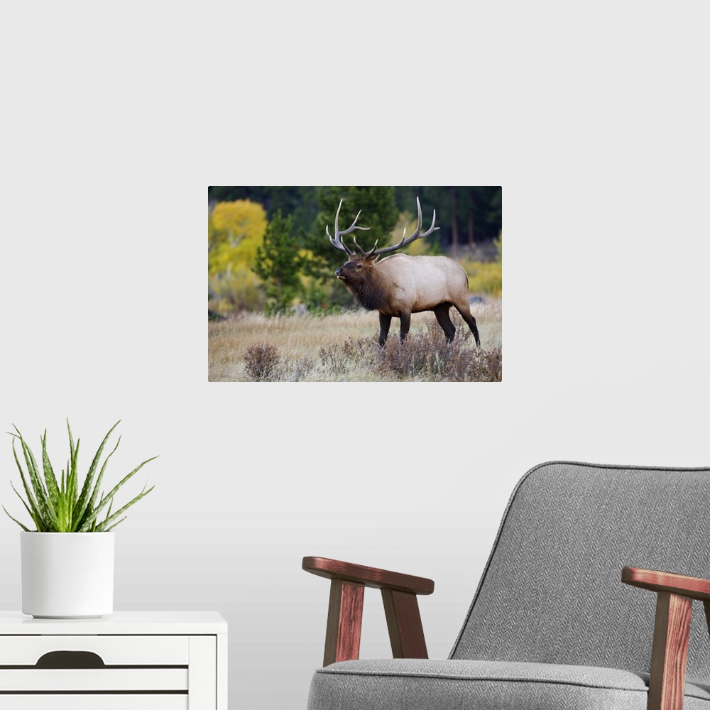 A modern room featuring Elk, Wapiti, Cervus elaphus, bull with aspentrees with fallcolors, Rocky Mountain National Park, ...