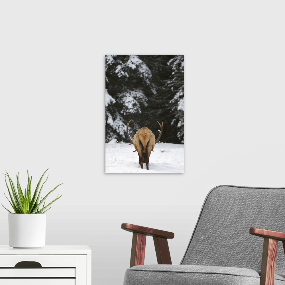 A modern room featuring Elk, Cervus elaphus, Banff National Park, Alberta, Rocky Mountains