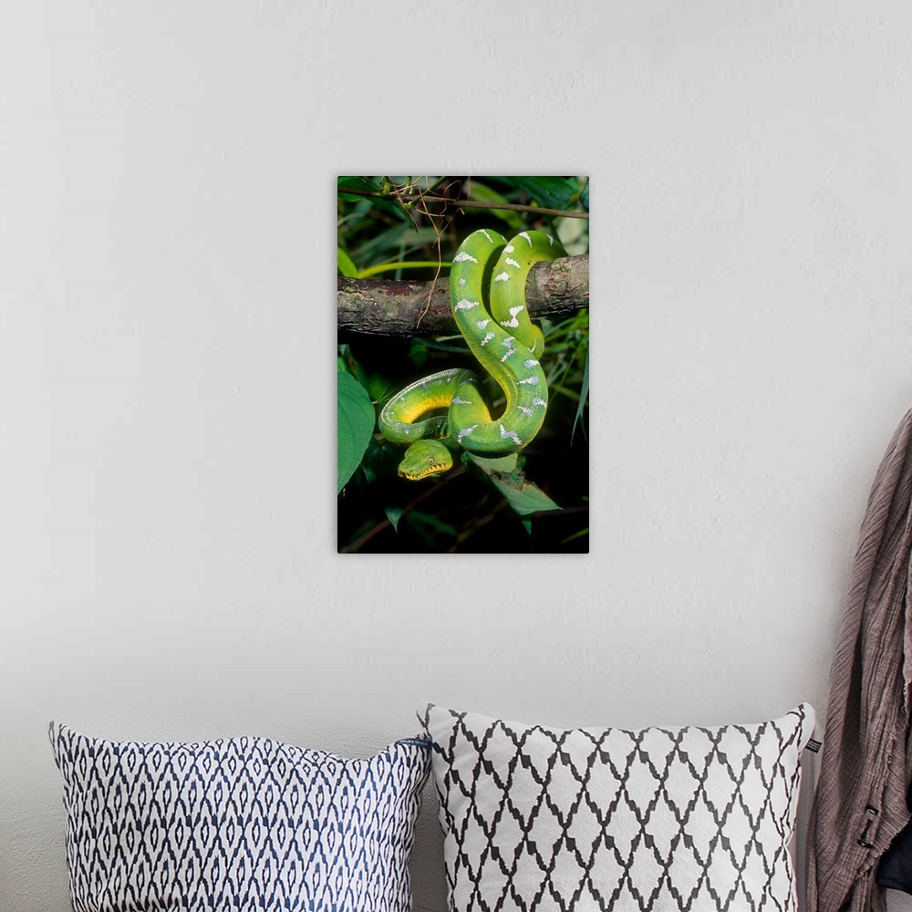 A bohemian room featuring Emerald Tree Boa.Corallus canina.Native to Northern South America