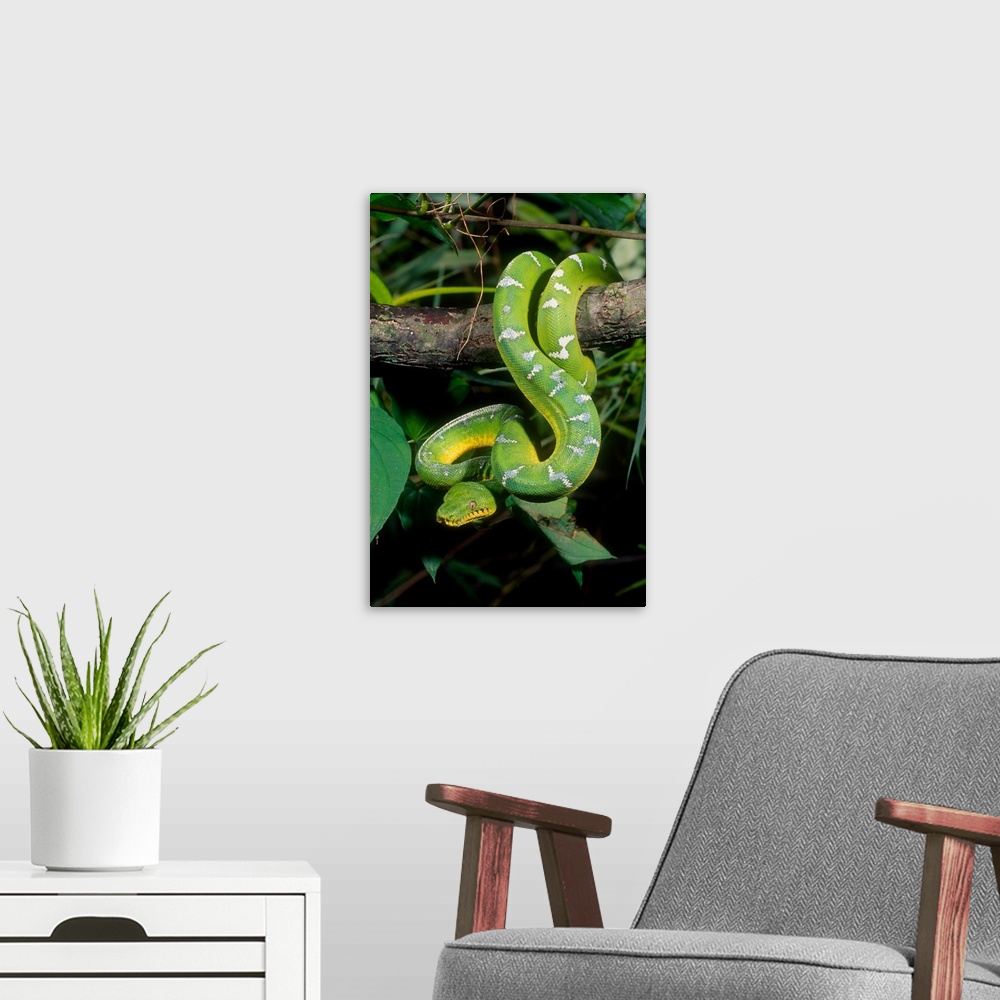 A modern room featuring Emerald Tree Boa.Corallus canina.Native to Northern South America