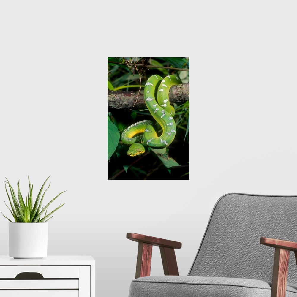 A modern room featuring Emerald Tree Boa.Corallus canina.Native to Northern South America