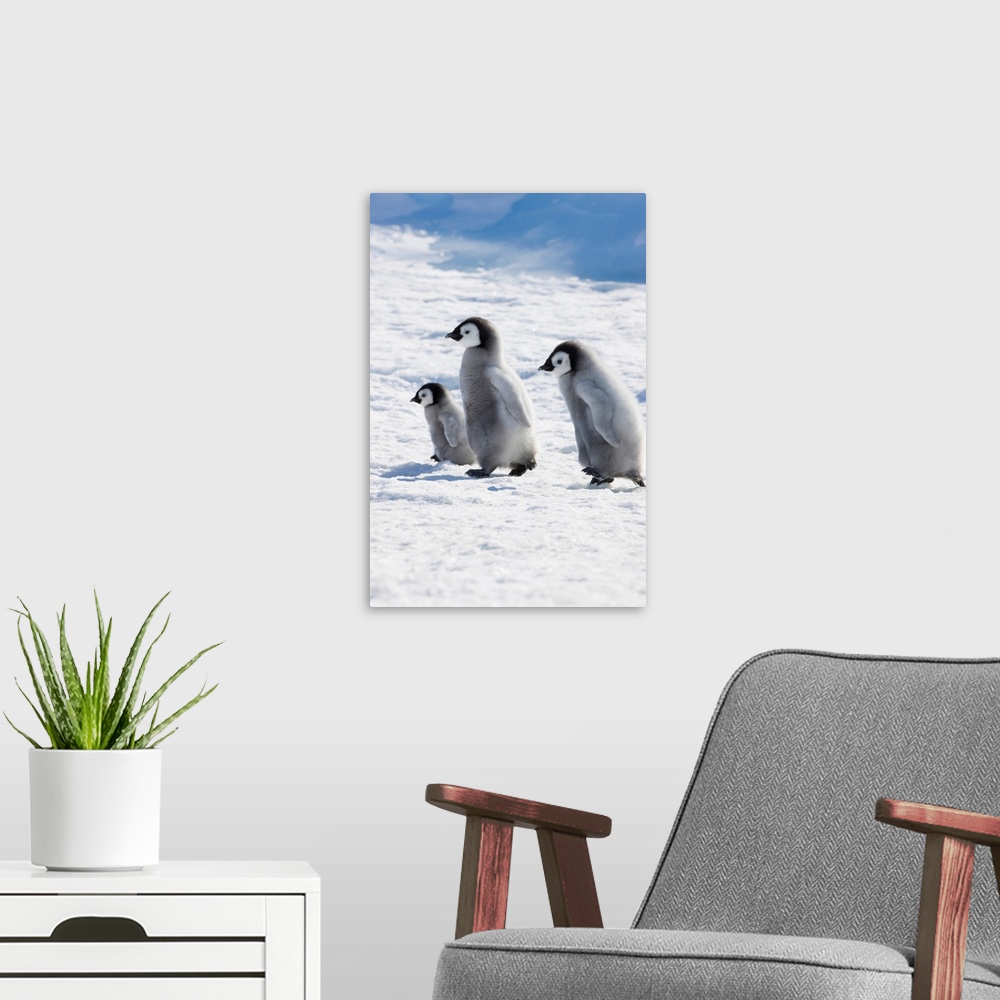 A modern room featuring Emperor Penguin (Aptenodytes forsteri) chicks on ice, Snow Hill Island, Antarctica.