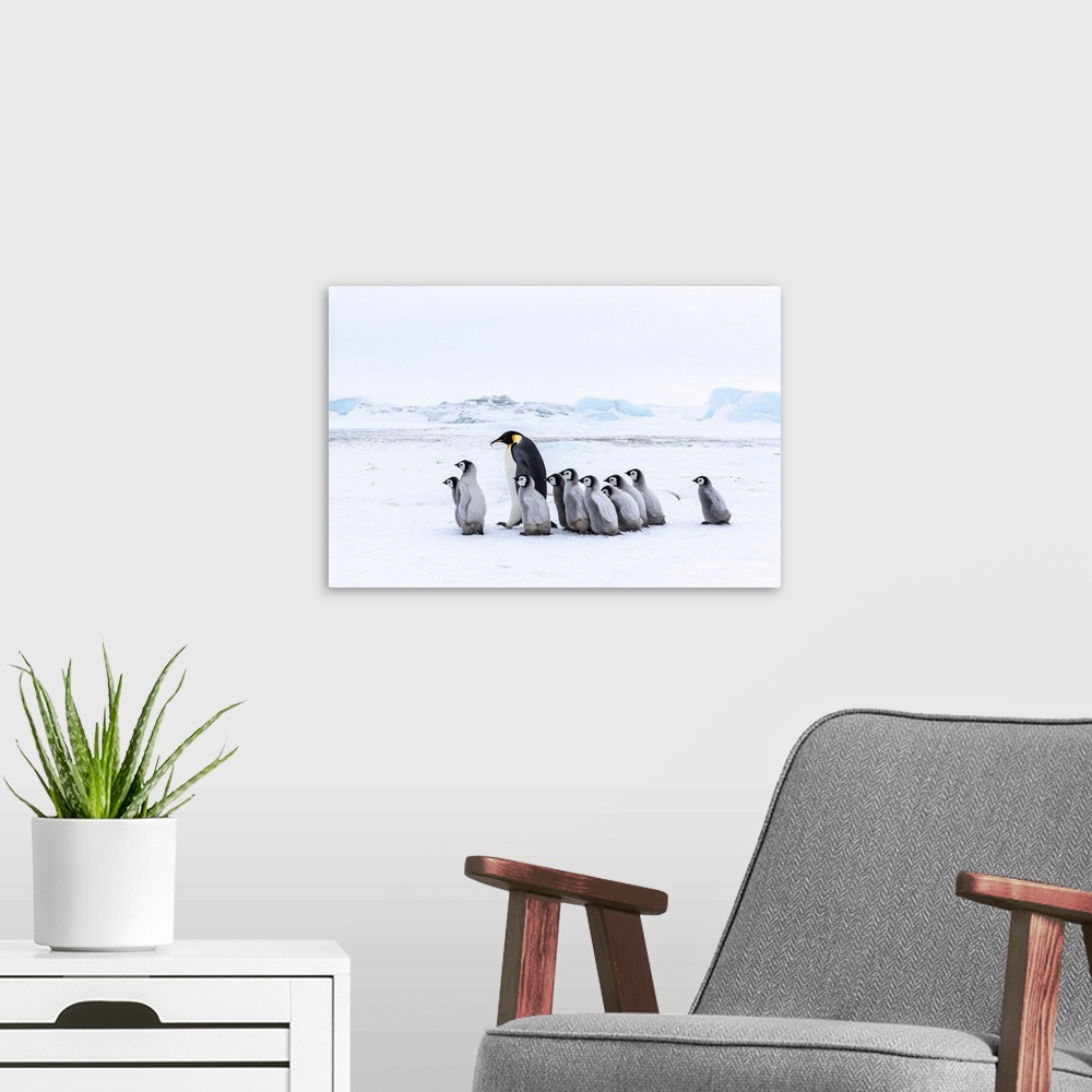 A modern room featuring Snow Hill Island, Antarctica. Emperor penguin chicks tag along with any adult for security.